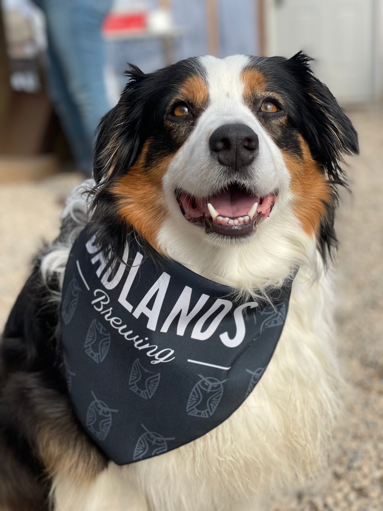 Badlands Dog Bandana Badlands Brewing Company
